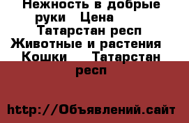 Нежность в добрые руки › Цена ­ 20 - Татарстан респ. Животные и растения » Кошки   . Татарстан респ.